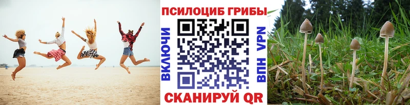 omg   Жердевка  Галлюциногенные грибы GOLDEN TEACHER  где можно купить наркотик 
